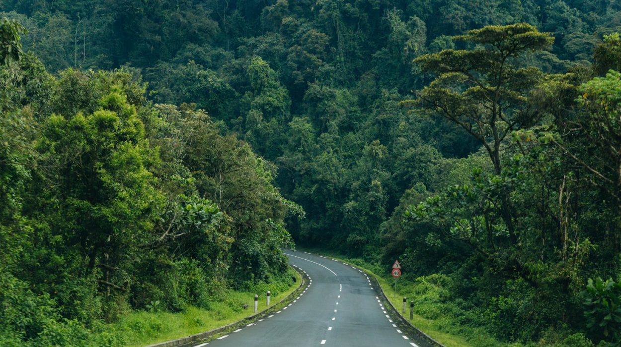Une route bitumée du Nyungwe park au Rwanda